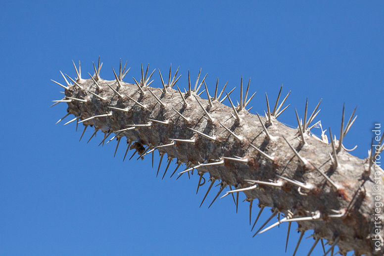 spiny forest